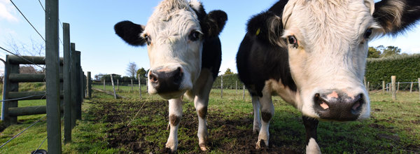 cows