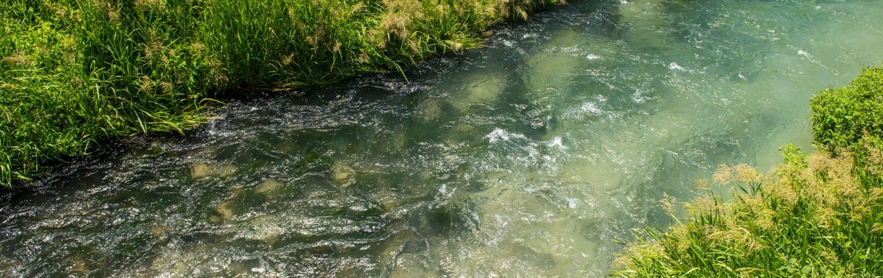 Stream in Pongakawa.jpeg