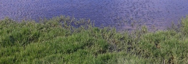 farm effluent