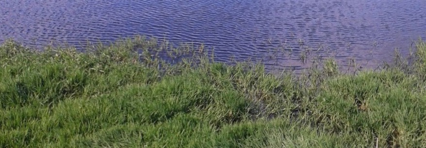farm effluent