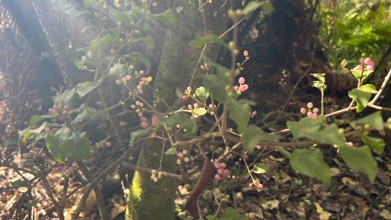 native mistletoe
