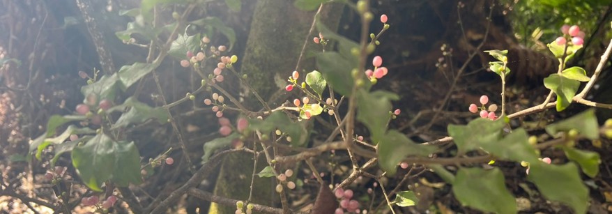 native mistletoe