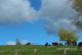 Cows