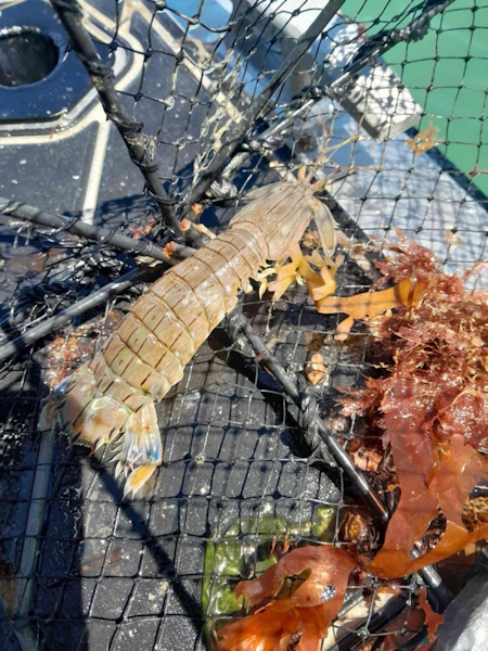 Japanese mantis shrimp