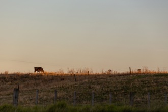 Cow in Katikati