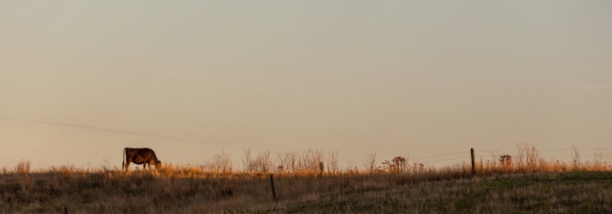 Cow in Katikati