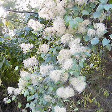 old man's beard
