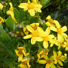 boneseed flowers