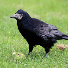 rook