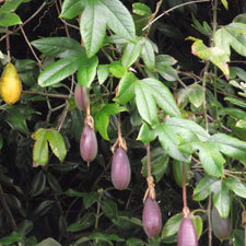 Banana passionfruit