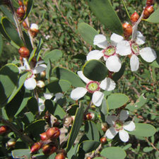 coast tea tree