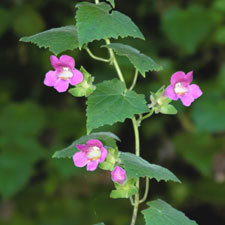 Creeping gloxinia