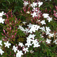 jasmine