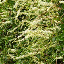 mignonette vine