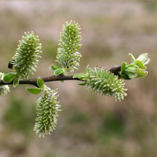 grey willow