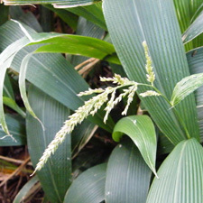 palm grass