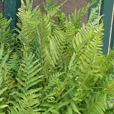 male fern