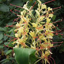 wild ginger
