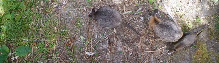 Two wallabies