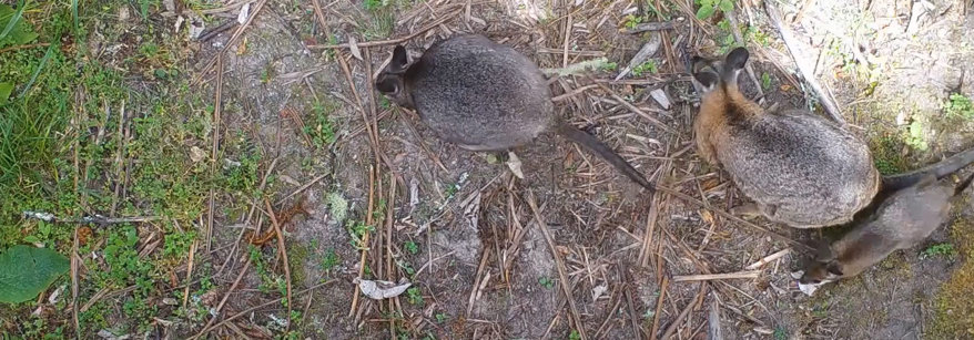 Two wallabies
