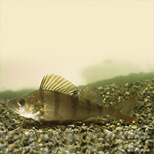 perch