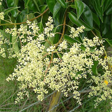tree privet