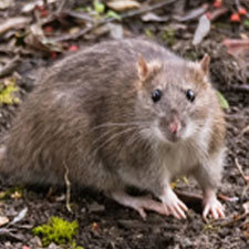 rat