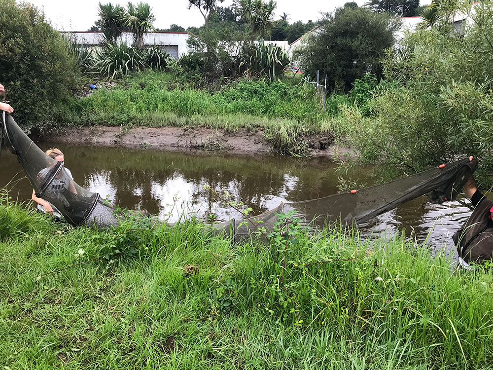 fish sampling in Kopurererua