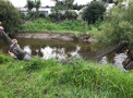 fish sampling in Kopurererua
