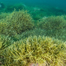 caulerpa