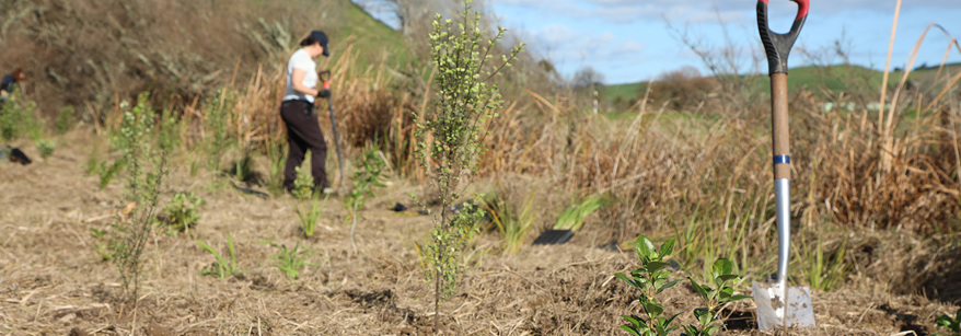 spade and planting