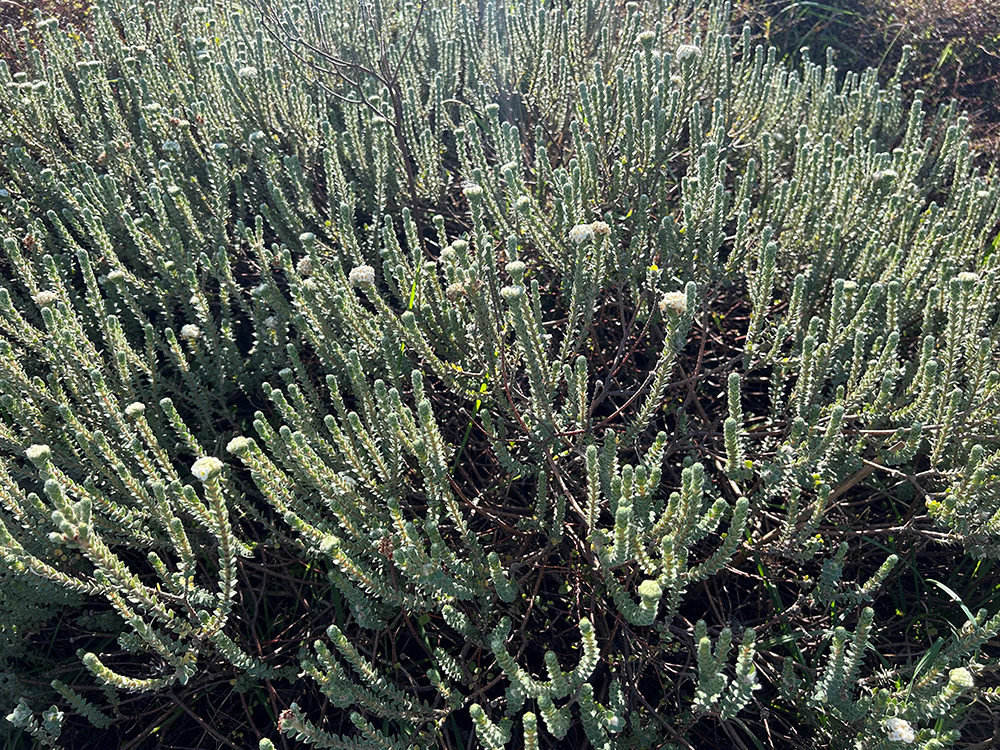 Thriving Pimelea villosa (sand daphne) at Te Tumu Kaituna 72B