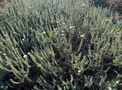 Thriving Pimelea villosa (sand daphne) at Te Tumu Kaituna 72B