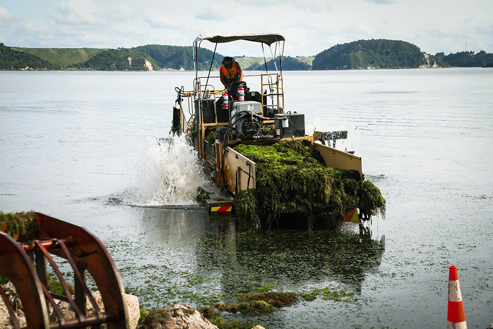lake wewed harvesting