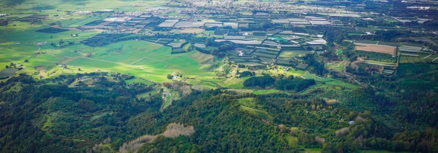 kiwifruit orchard