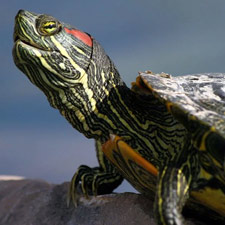 turtle