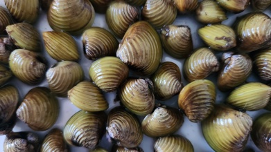 clams