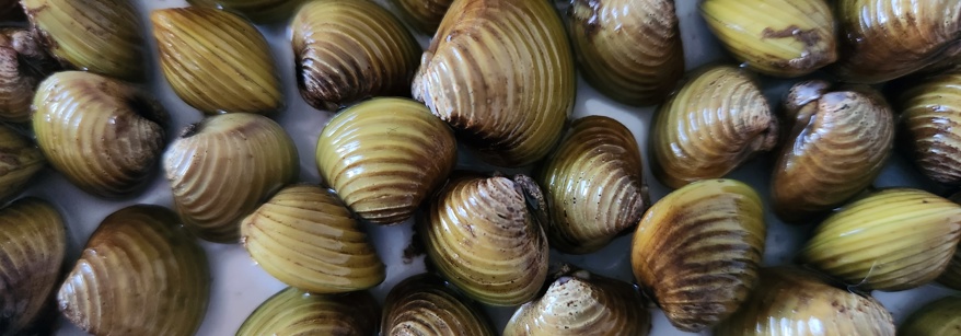 clams