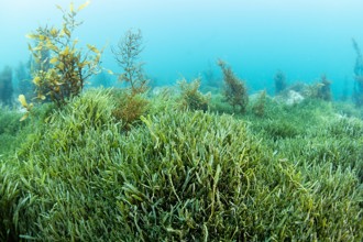 caulerpa